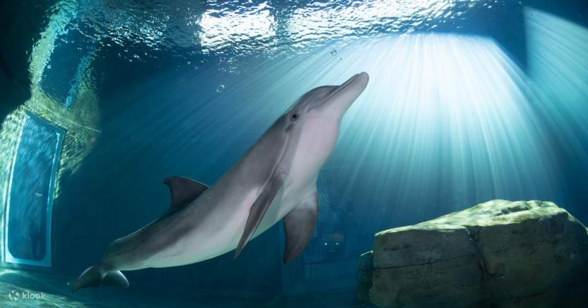 Clearwater Marine Aquarium