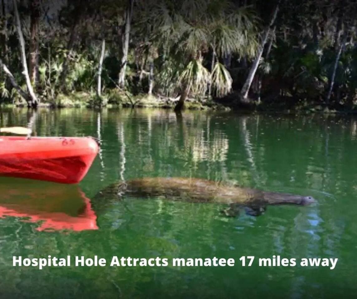 Gaze down into the depths of the first-magnitude spring & perhaps catch a glimpse of fish & manatees in their natural habitat. The native wildlife resides as ambassadors for their species, providing visitors with face-to-face connections. 