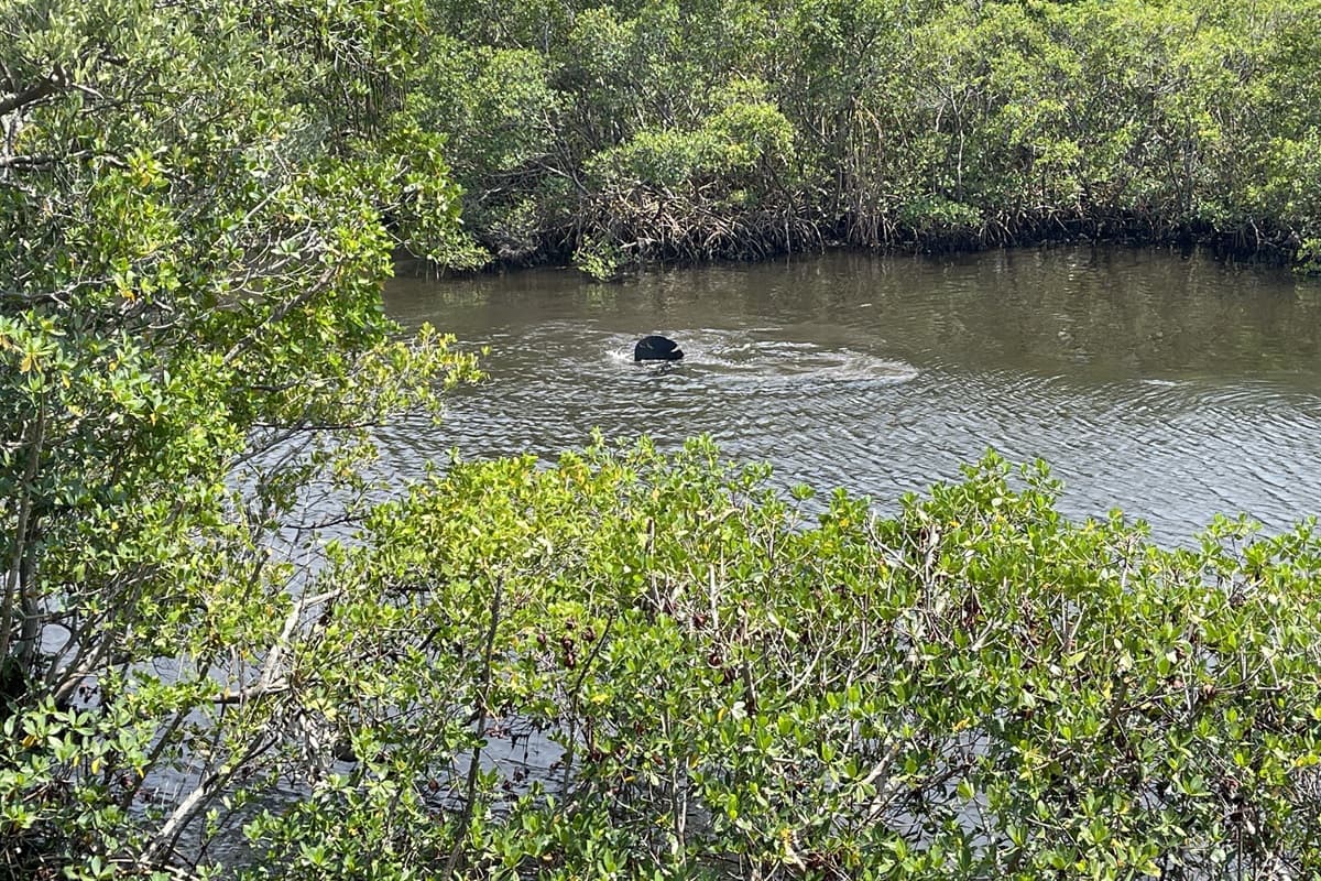Sightings of manatees by the canal.