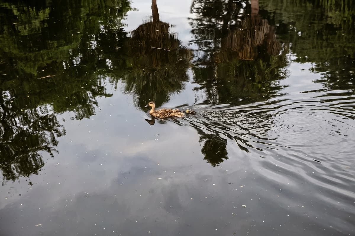 Tiny canal neighbors turn mornings into pure magic. Slow down with coffee by the private dock, as a mother duck guides her ducklings across the calm canal. It is the kind of gentle, unexpected scene that makes a Tampa getaway feel truly memorable here.
