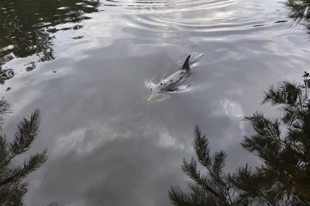 One unforgettable visitor can transform your stay! Sometimes the best vacation moments cannot be scheduled. A curious dolphin near the canal adds wonder to the waterfront setting, giving family and friends an unforgettable story to take home together.