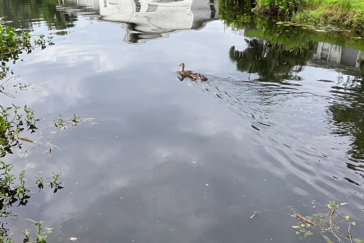 A calm canal moment the whole family will remember. Watch a mother duck and her little ones glide through the canal while the water mirrors the neighborhood. Peaceful moments like this turn an ordinary morning at Driftwood into a story worth retelling.