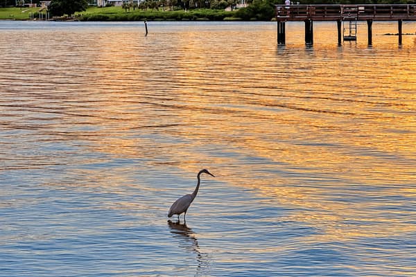 A heron at sunset, right out back. A great blue heron wades through golden water near the dock. Peaceful moments like this are part of every stay.