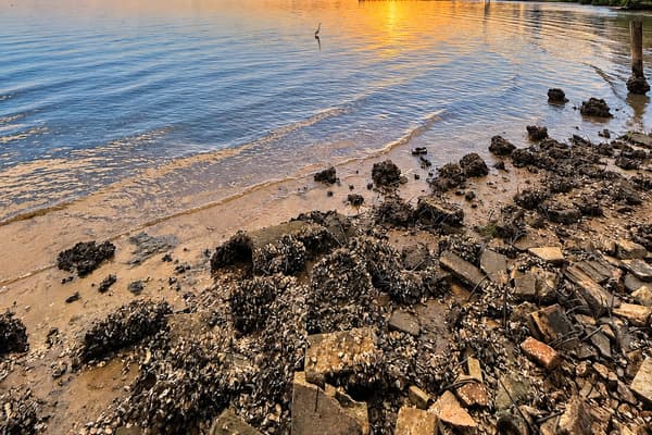 Wildlife at your shoreline. Shells and rocks line the shore as wading birds feed in the shallows. Nature right at the edge of the property.