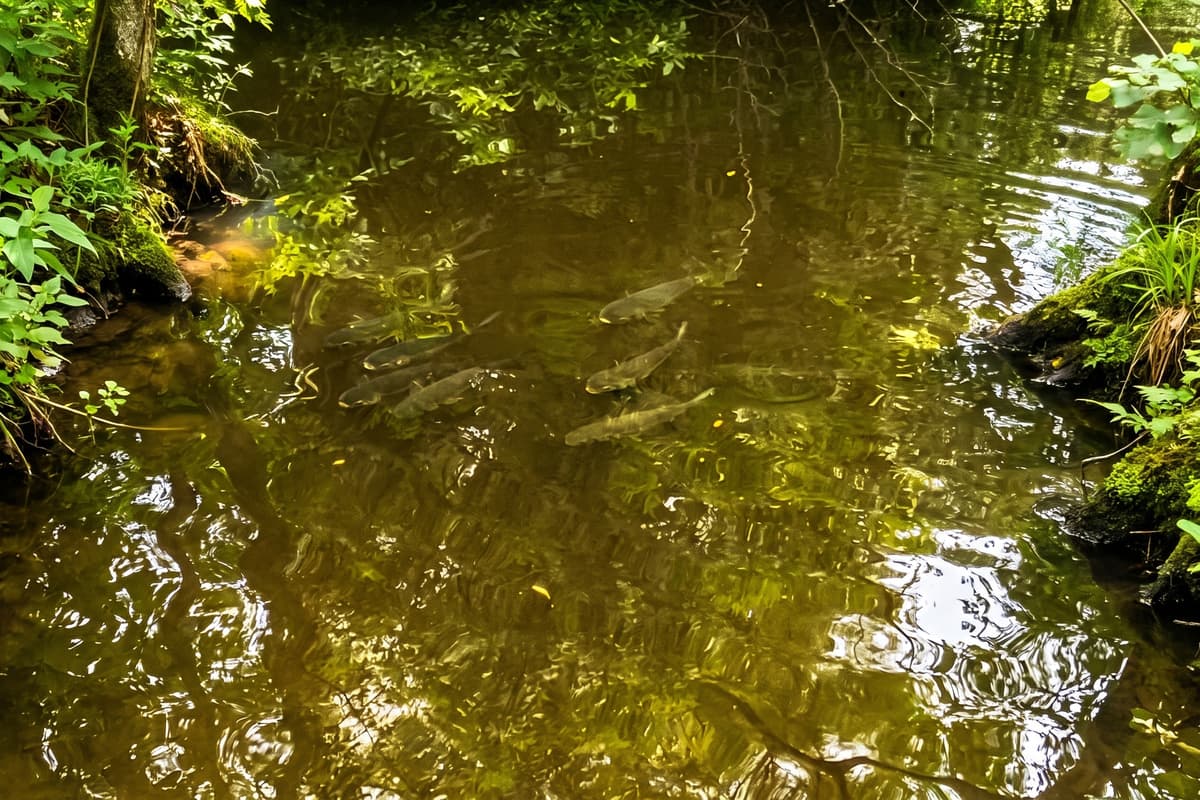 Wildlife moments make this waterfront retreat rare. Look closely and the canal reveals another side of Tampa: calm water, lush shade and fish moving below the surface. Driftwood puts your group near the small discoveries that make travel feel so alive.